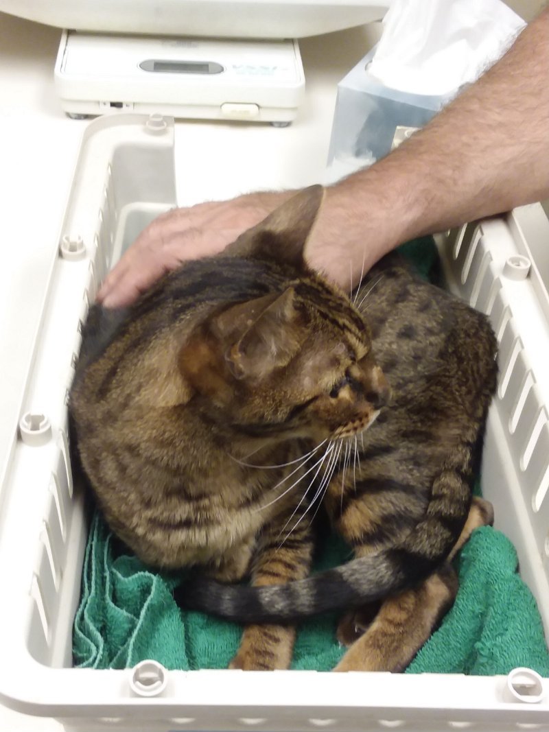 I-Had-To-Put-My-Kitty-Down-Today-His-Name-Was-Tiki,-A-Savannah-Cat-;-
